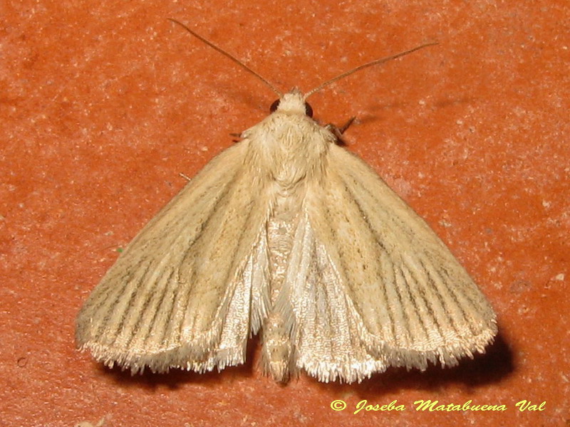 Photedes dulcis - Noctuidae